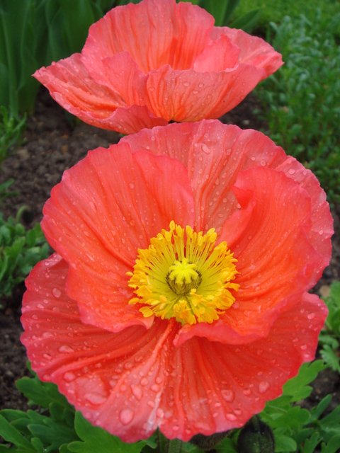 Papaver nudicaule 'Bulles de Champagne rose'